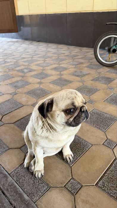 Продается собака Мопс