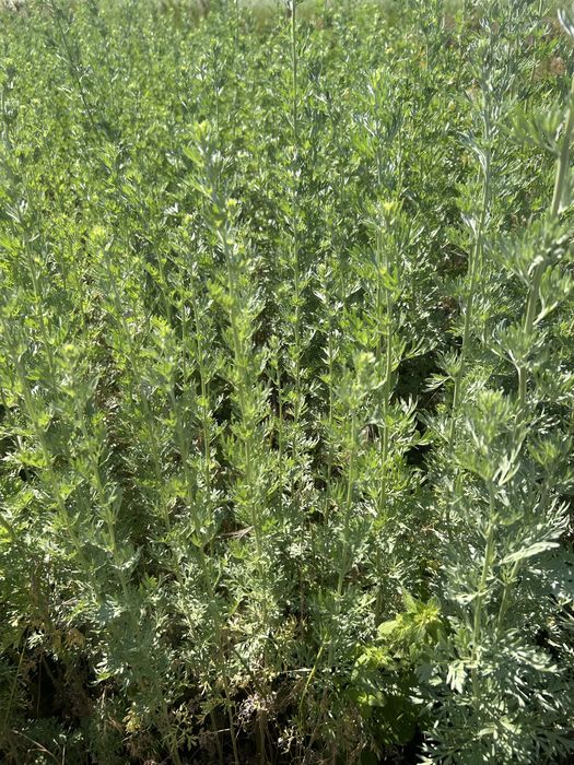Pelin amar uscat , artemisia absintium pelin uscat