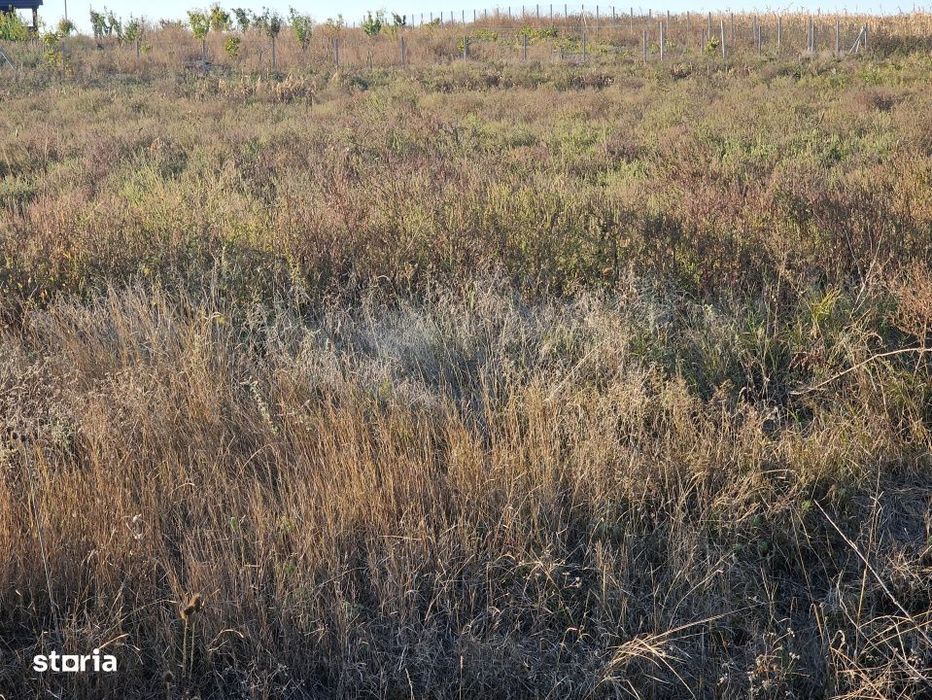 Teren extravilan de 3500 mp de vanzare in Remetea Mare