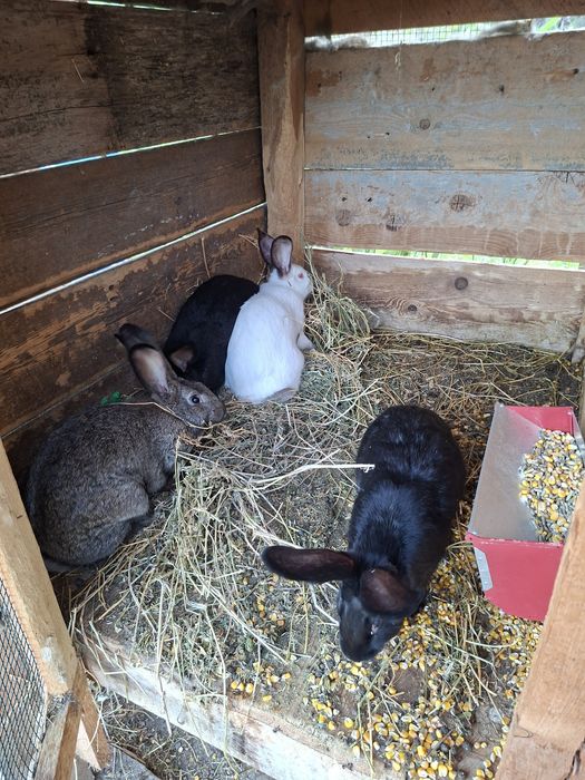 Vând iepuri toate vârstele