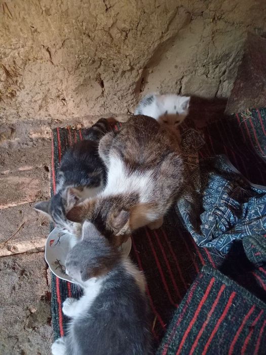Отдам котят в хорошие руки домашние два мальчика одна девочка возраст