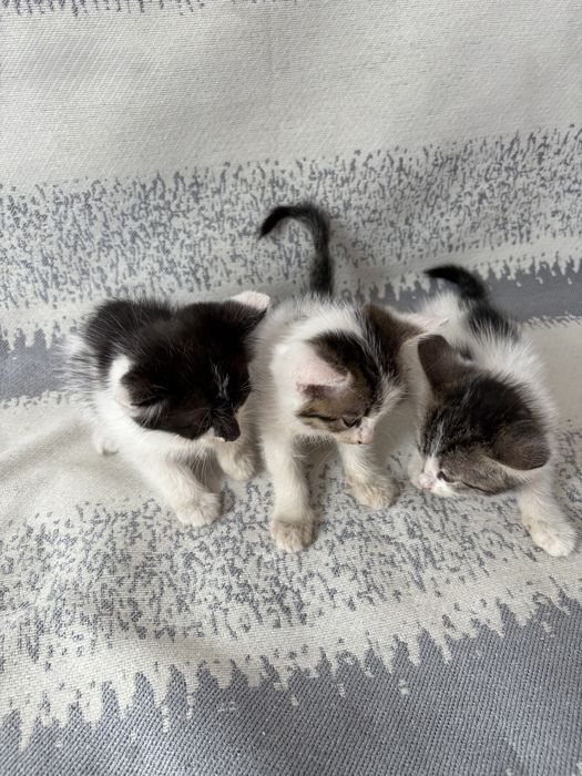 Катенек, котята