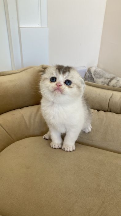 Mushuk: серебристая шиншилла