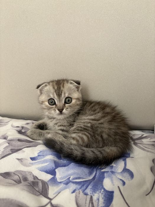 40000тг шотланский выслоухо