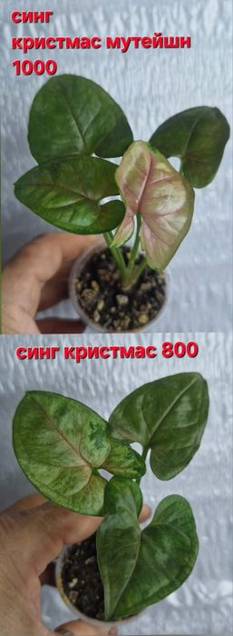 Сингониумы домашние