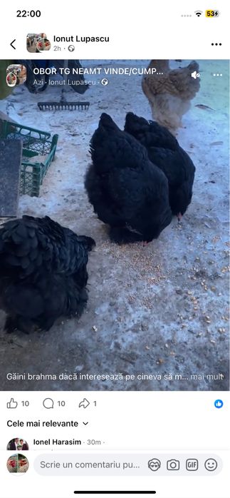 Gaini brahma de vanzare