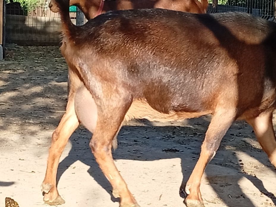 Vând capre alpine franceză originale