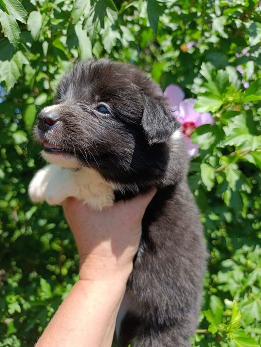 щенок Бордер колли