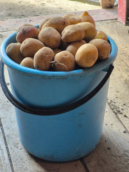 Продам семенной картофель.