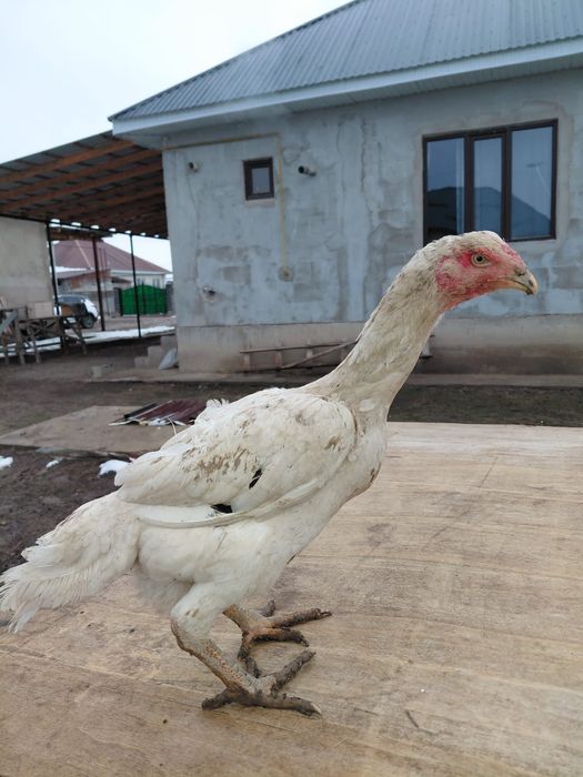 Дакан жас тауықтар  сатылады