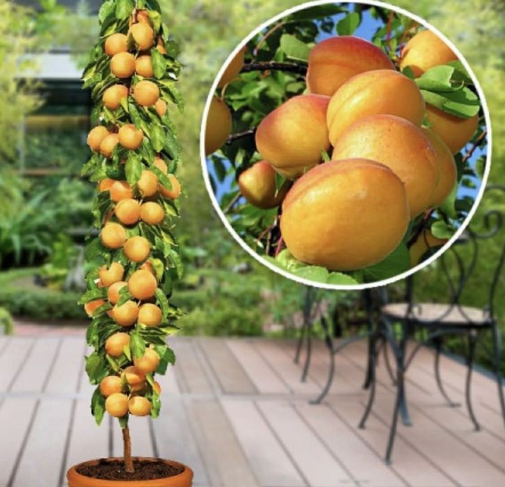 POMI fructiferi clasici ,pomi fructiferi columnari ,vita de vie