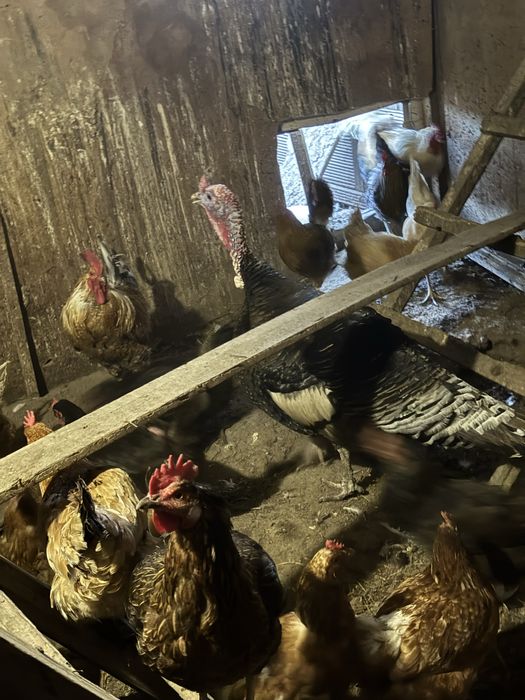 Продам птицу, индюков, кур, петухов