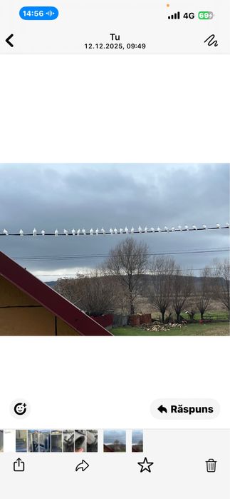 Porumbei albi foarte frumosi