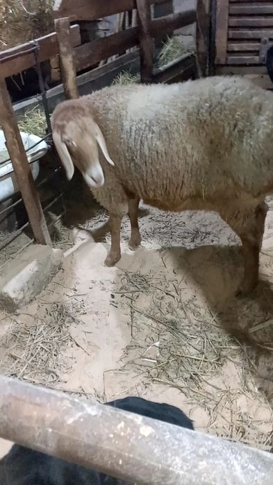 Ona bola sovliq sotiladi