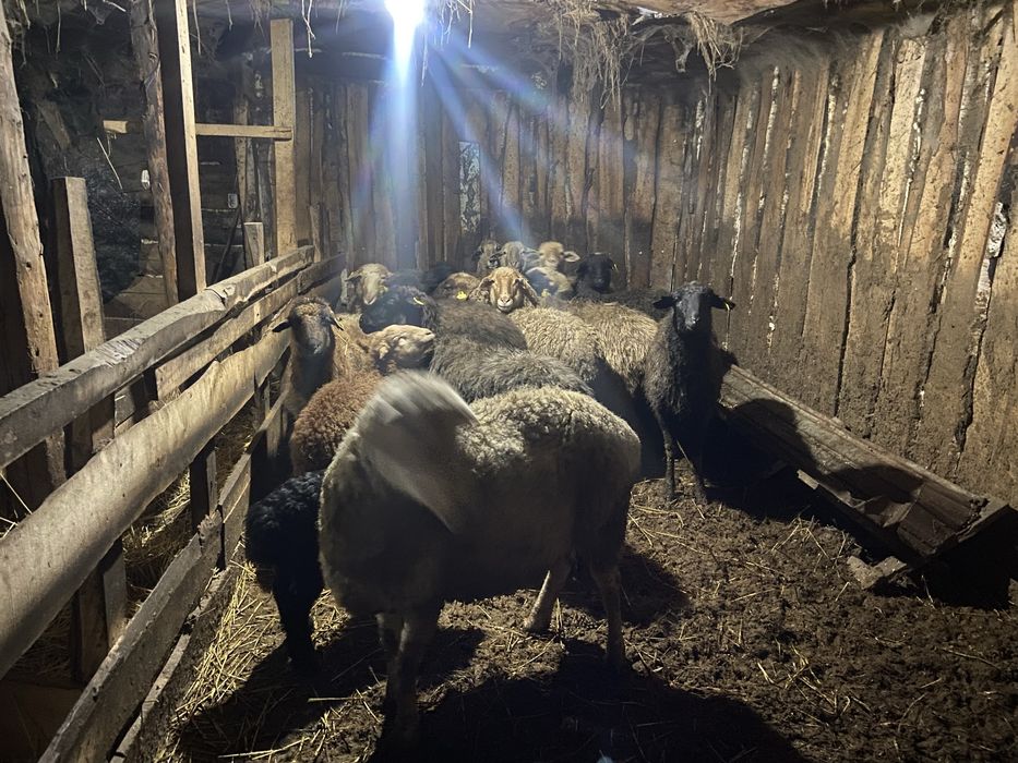 Продам овцематок 20 голов.