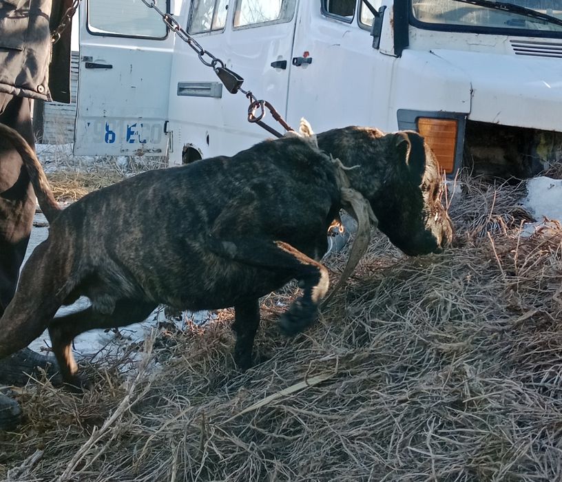 Продам пит-бультерьер