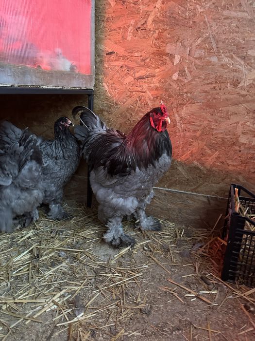 Disponibila brahma albastru