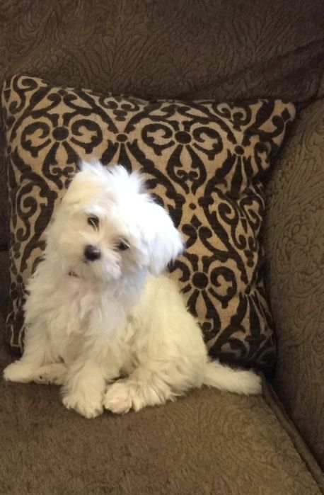 Bichon Maltez frumoși