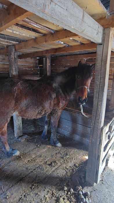 Срочно Продам  Жеребца 2,8 года