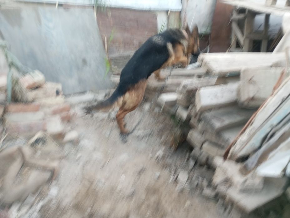 Продам самку  немецкой овчарки
