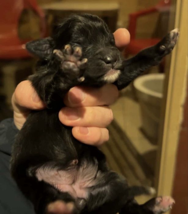 отдам щенят в добрые руки