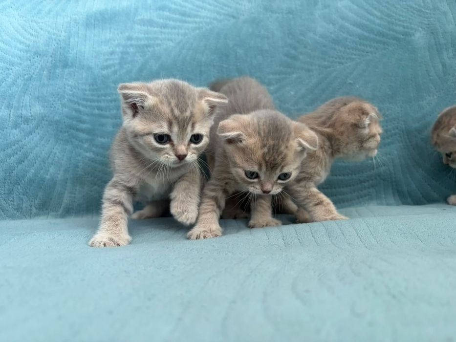 Продаю веслоухих шатланских котят