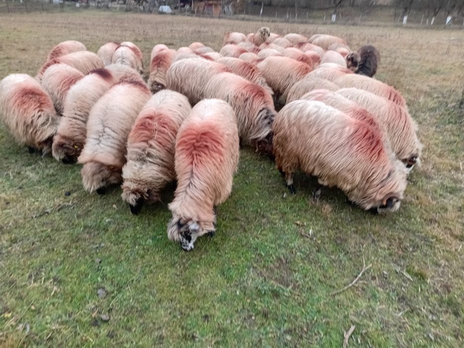 Vand 40 de oii tinere