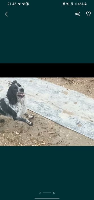 Ovchi kuchik sotiladi zoti toza