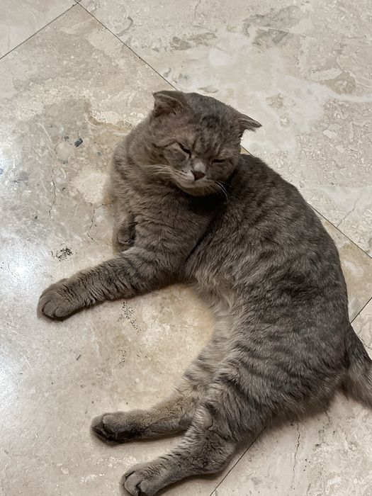 Пропал серый кот! РОЗЫСК!