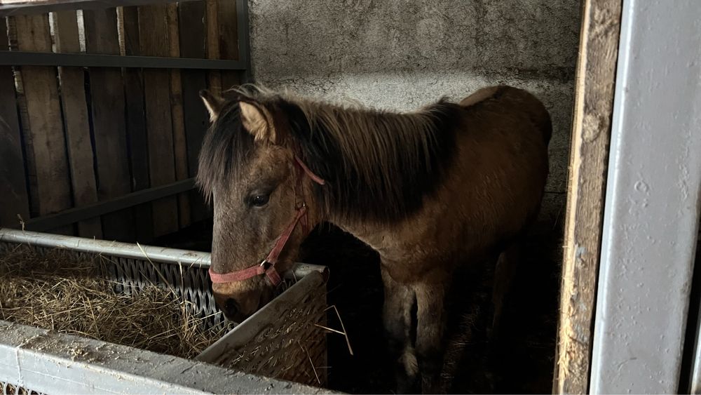 Жеребец 10 месяцев