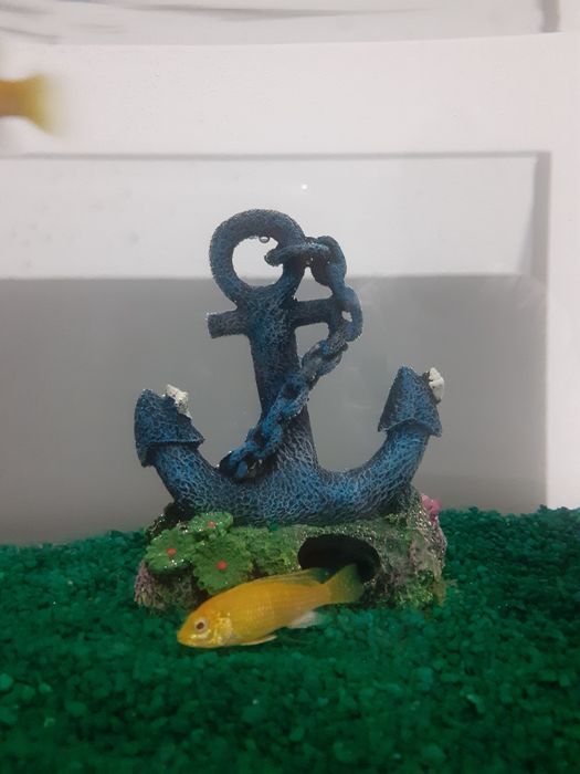 Set complet de acvariu cu pești