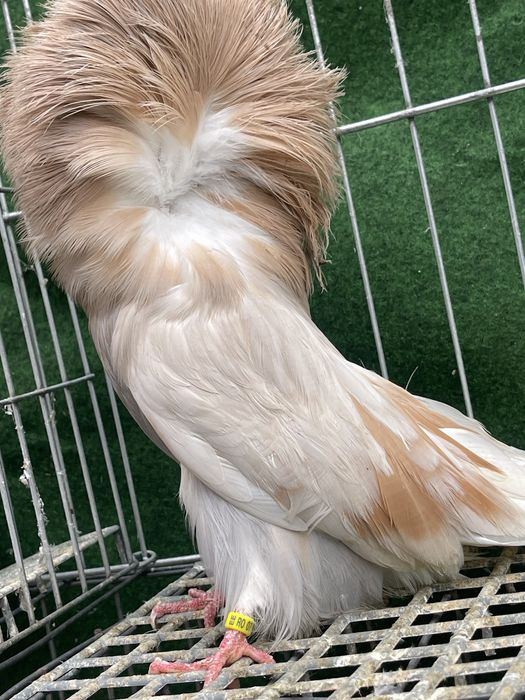 De vanzare Maria Stuart