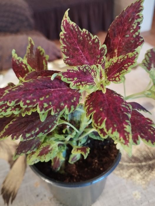 Продам комнатные растения Колеусы