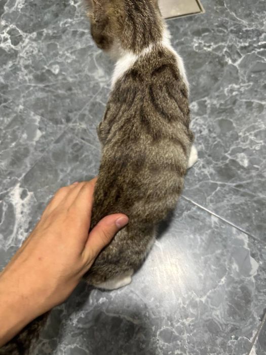 Умная домашняя кошка