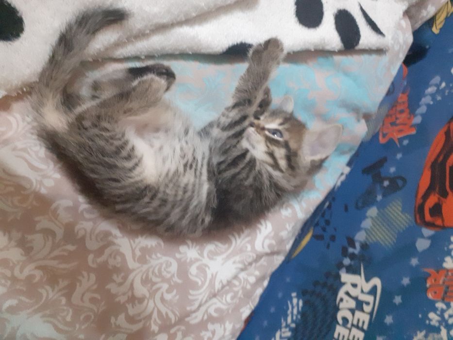 Кошка 1 месяц девочка