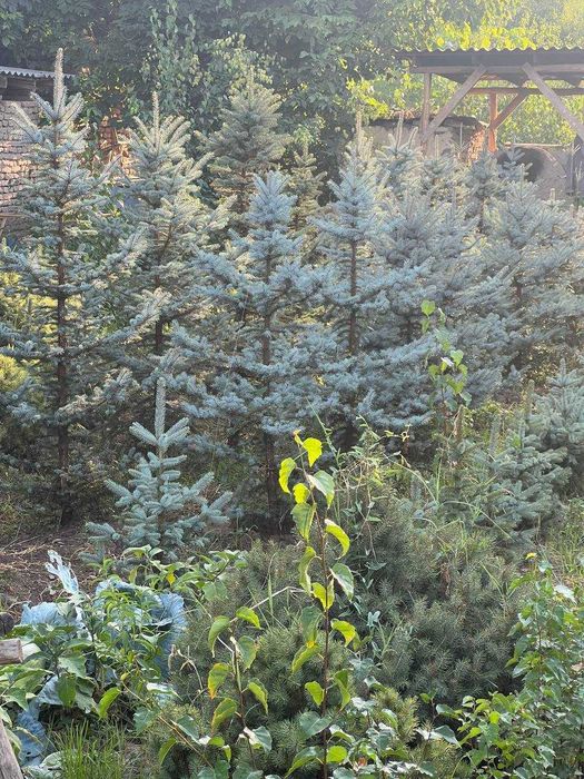 Голубая ель , Ель тянь-шаньская, Берёза