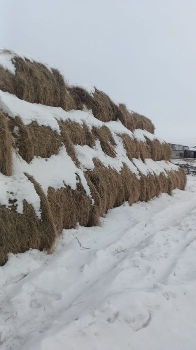 Сено в тюкан,на продажу