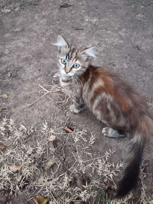 Подарявам котета