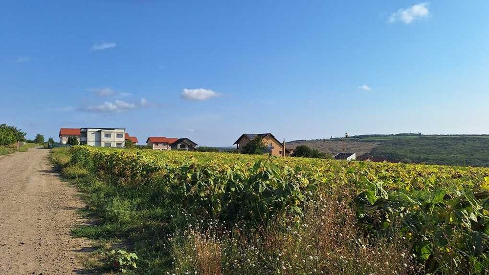 Vand teren intravilan, 5000 mp, Iasi, Rediu, Podisul Beldiman