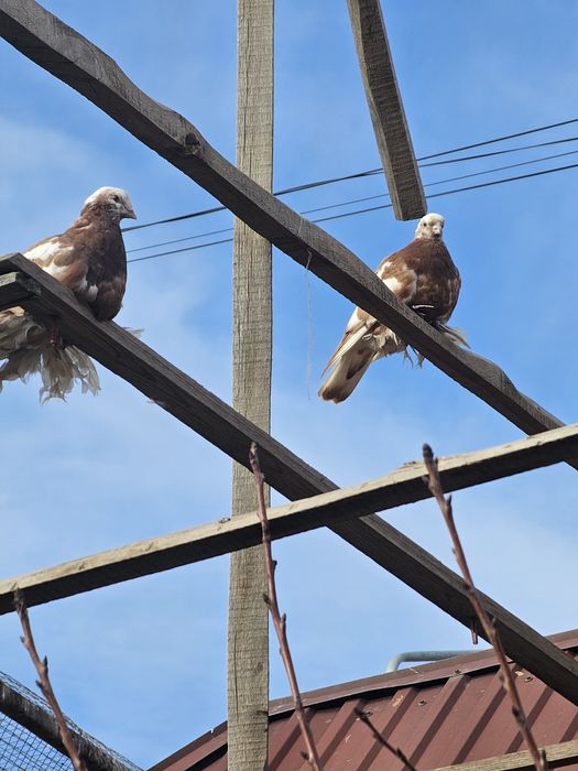 Гульсар,капканы по 5000 шт