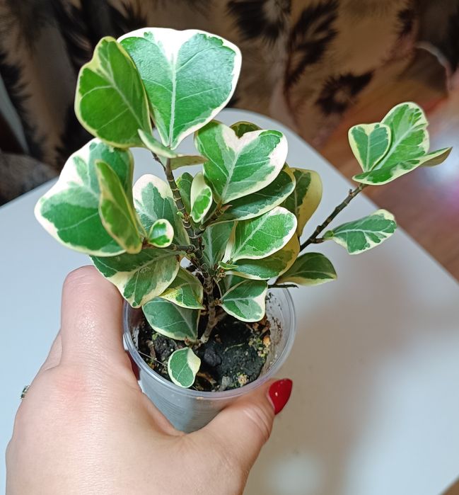 Фикус Бафт, фикус Триангулярис.