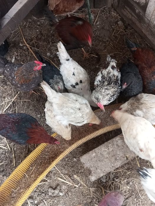 Петухи.       әтештер