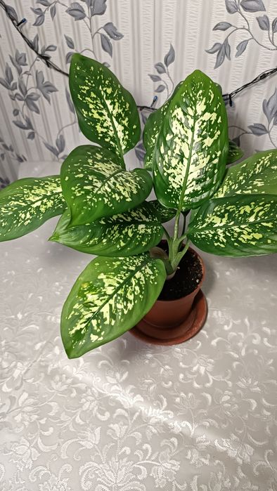 Диффенбахия продажа