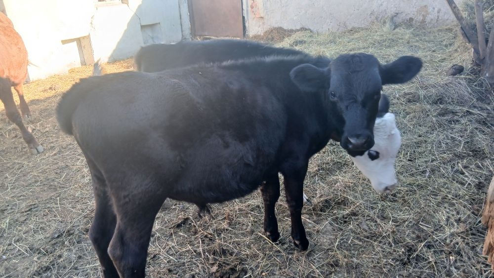Продам бычка.Возвраст 4 месяца