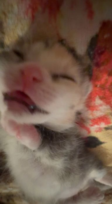 Котята девочка и мальчик)(