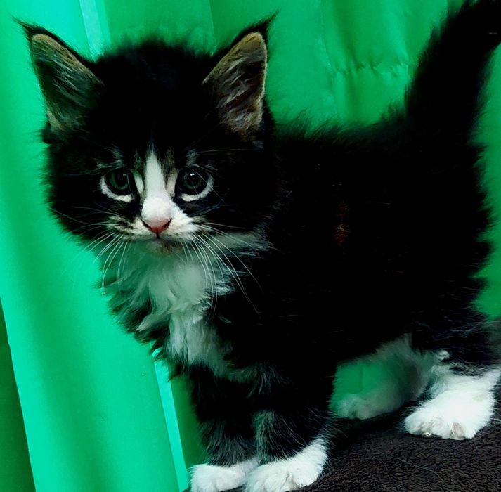 Котенок породы мейнкун