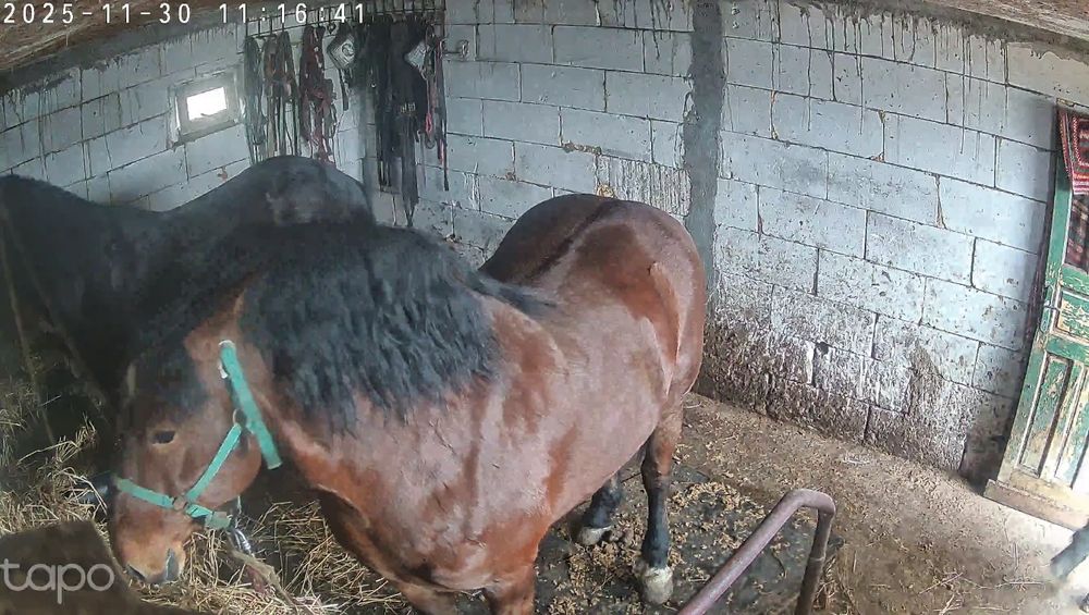 Vând sau schimb armasar