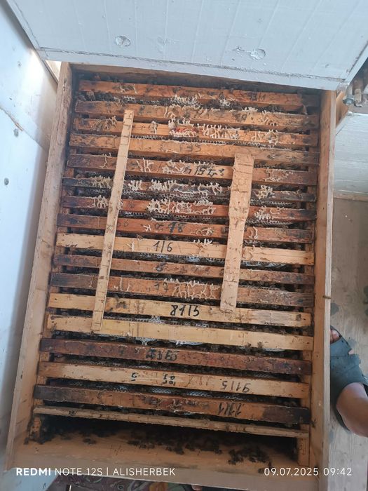 100% sifatli asal sotiladi,sifatiga javob. Tekshirib olaverasiz