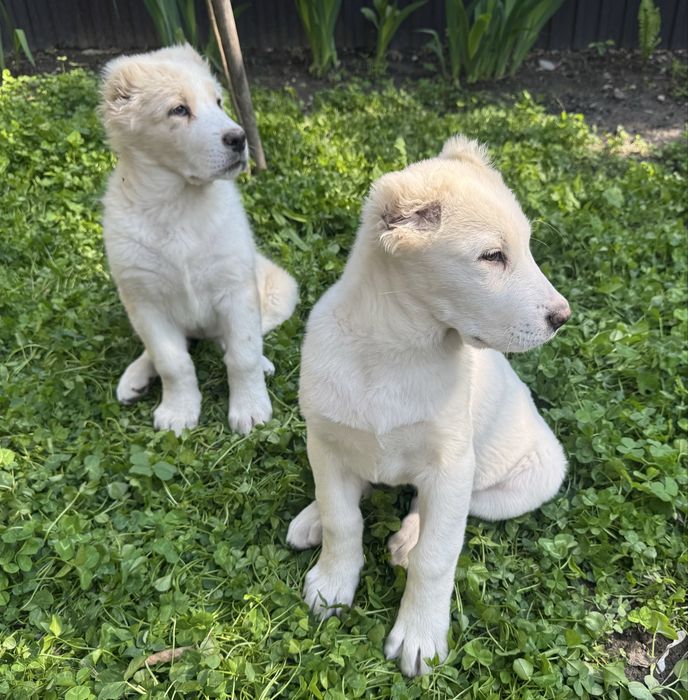 Щенки Алабая девочки