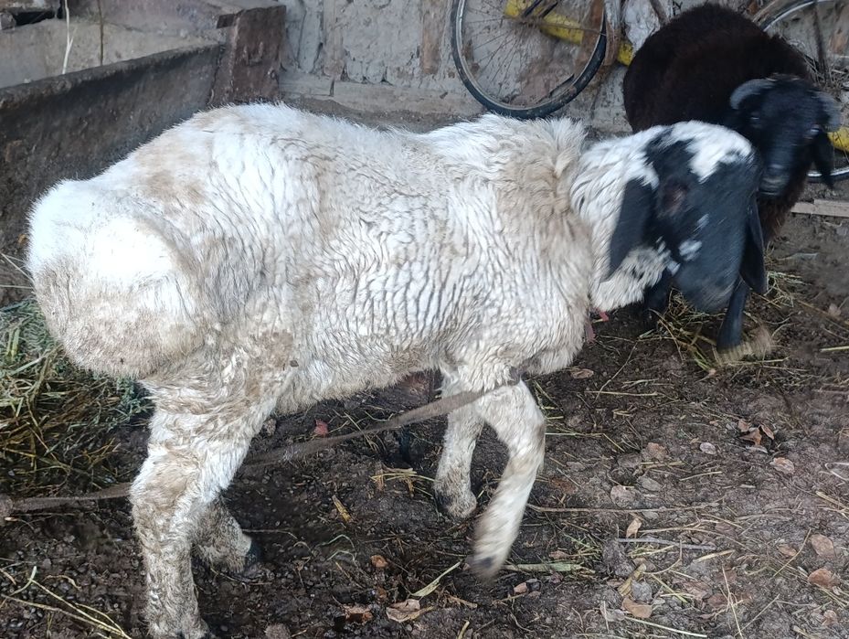 Qo'chqorlar sotiladi